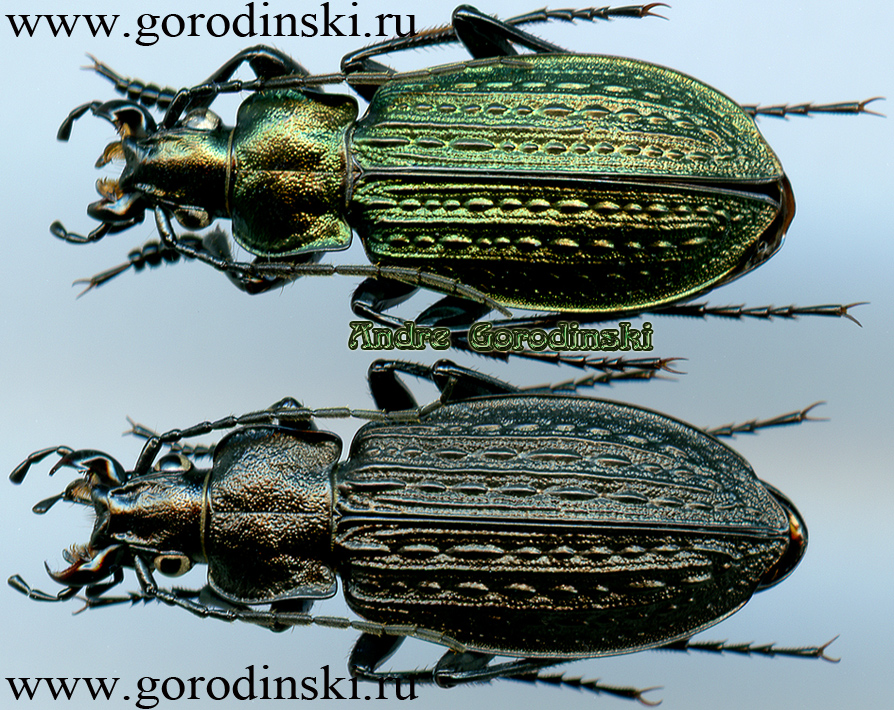 http://www.gorodinski.ru/carabus/Carabus granulatus granulatus.jpg